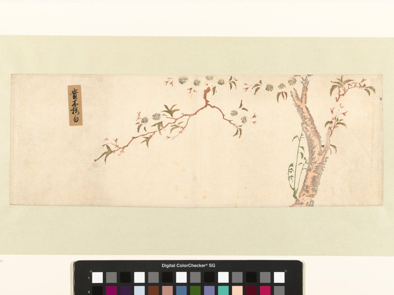 Blomstrende kirsebærtræ af Hiroshige (I) , Utagawa (attributed to)