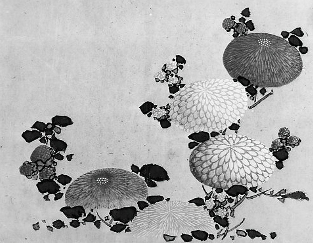 Krysantemum, 1800-tallet. af Hokusai School.
