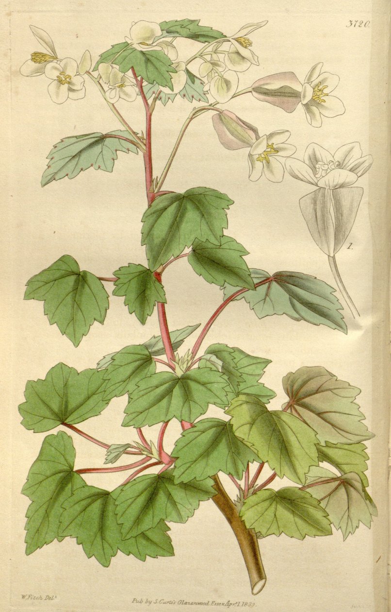 Begonia dregei som Begonia parvifolia Graham af Hooker
