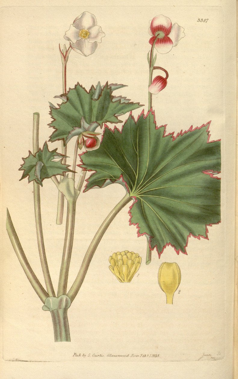 Begonia geraniifolia af Hooker