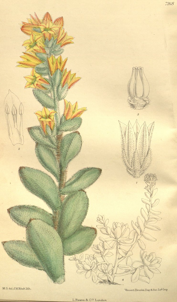 Echeveria pulvinata, som Cotyledon pulvinata af Hooker f.