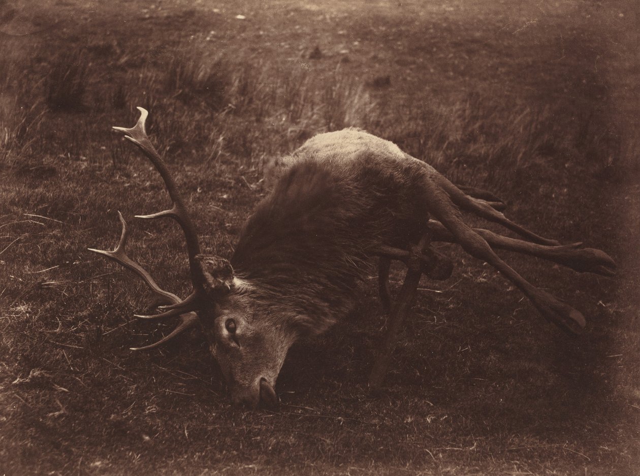 Død hjort,1857 (foto) af Horatio Ross