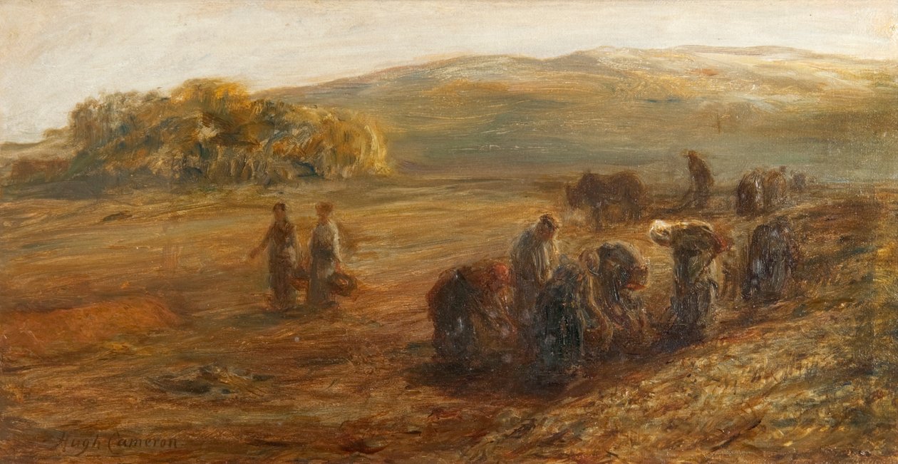 Løfte kartofler af Hugh Cameron