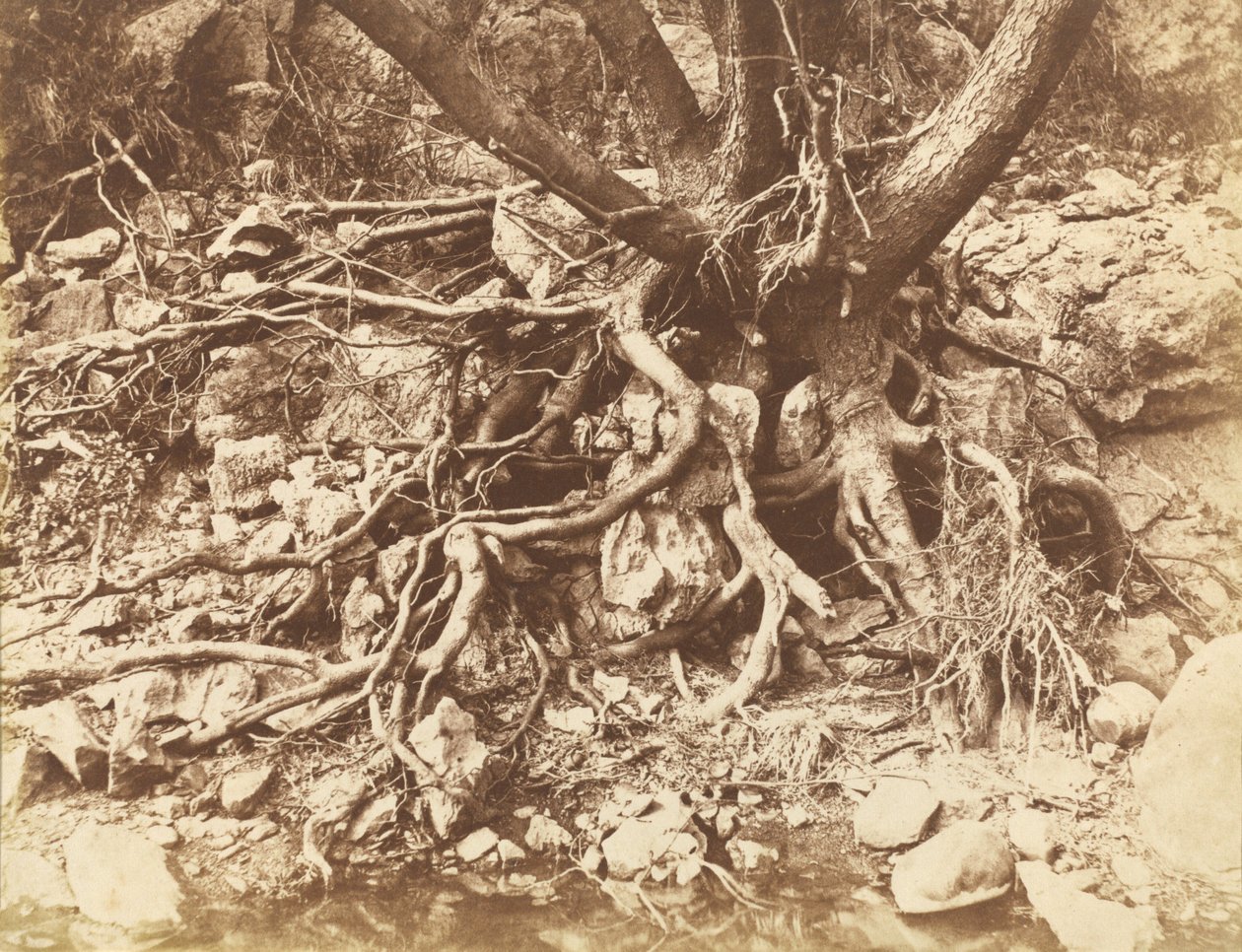 Træ med rodnet,1853 (foto) af Hugh Owen