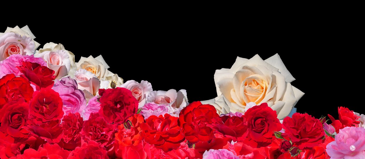 ROSE DREAM 2 af Hugo Nefe