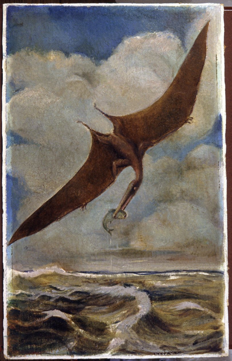 En pterodactyl. ca. 1880 (gouache) af Hungarian School