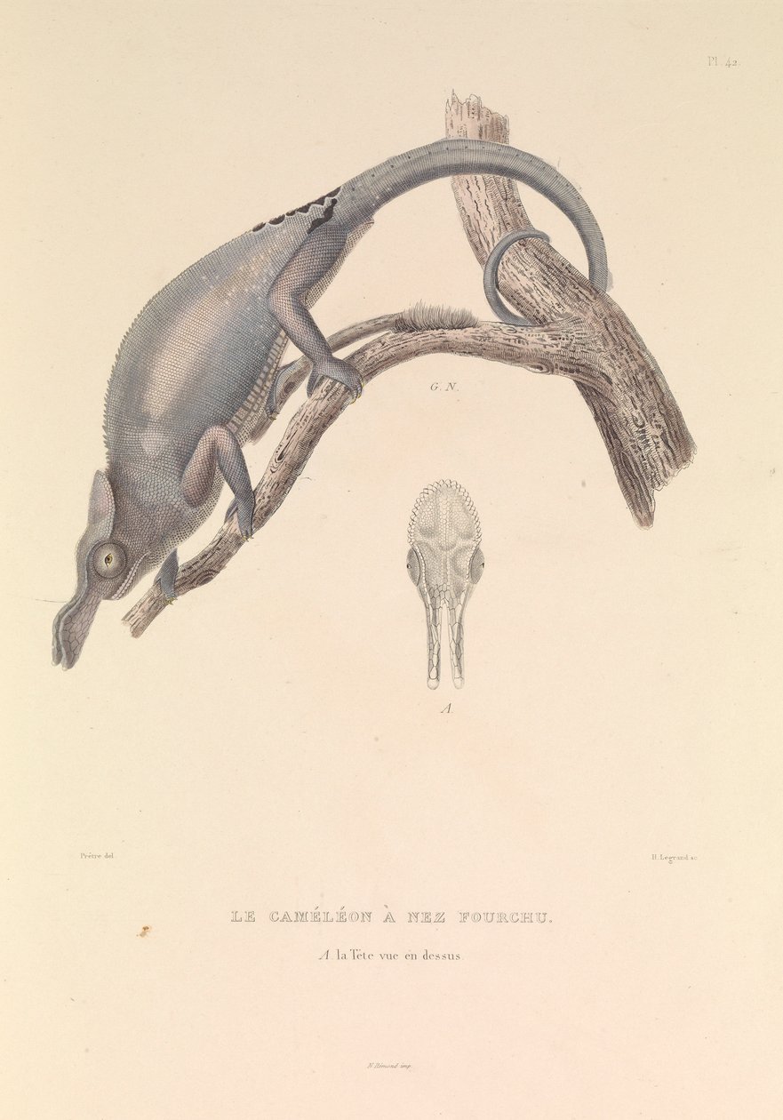 Kamæleonen med den forgrenede næse af Hyacinthe Yves Philippe (1781 1846) Potentien
