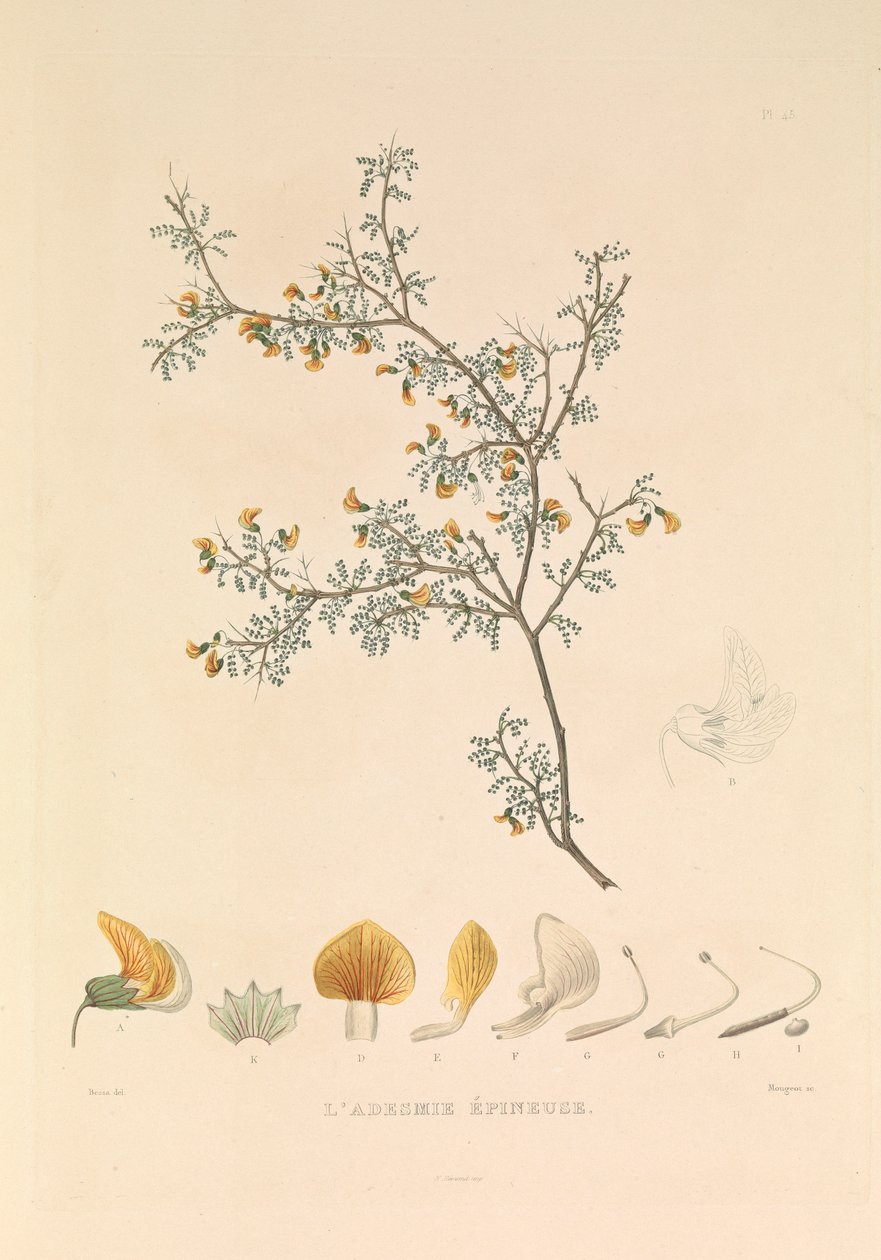 Adesmie Épineuse