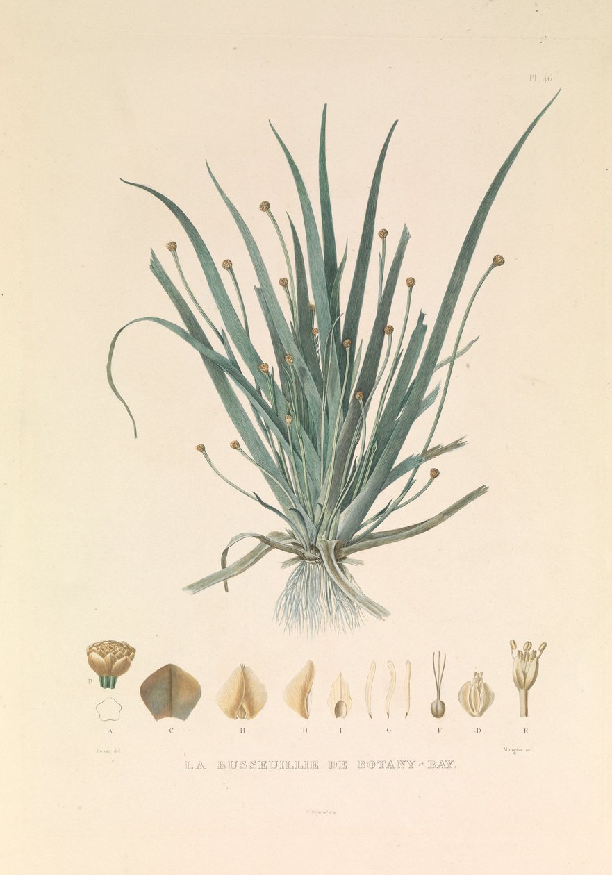 Busseuillie fra Botany Bay