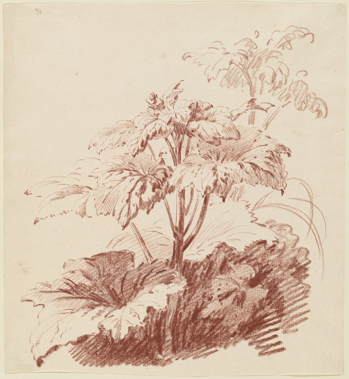 Blomstrende Plante med Knopper af I Jean Baptiste Hüet