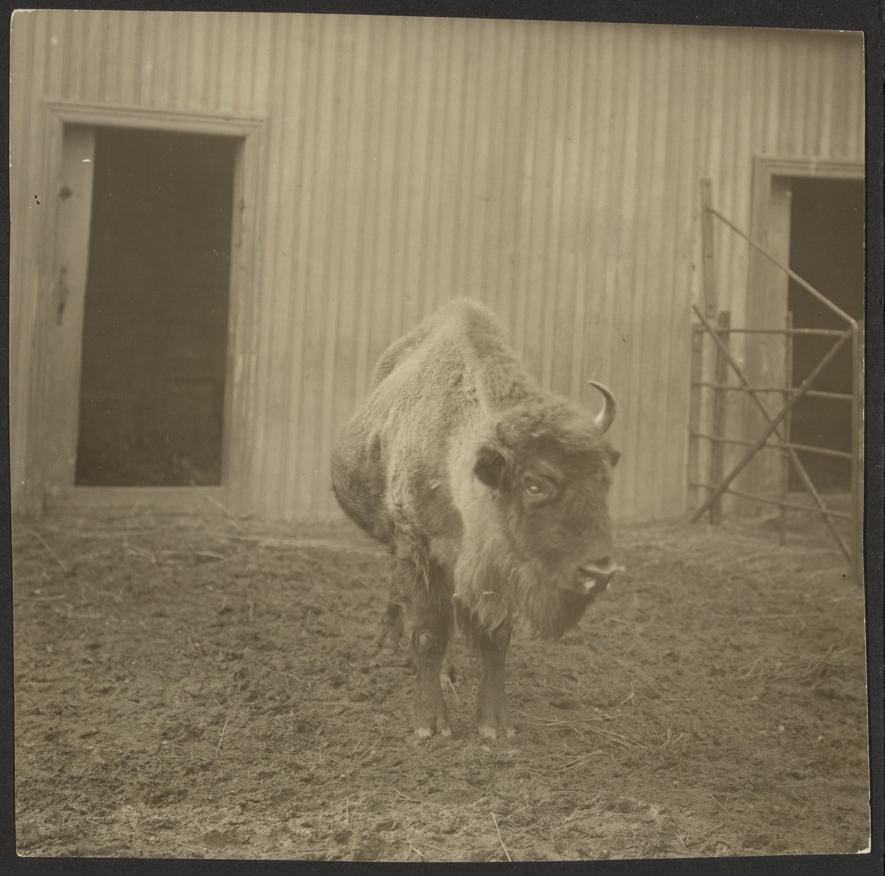 Bison af Iakob Vladimirovich Shteinberg