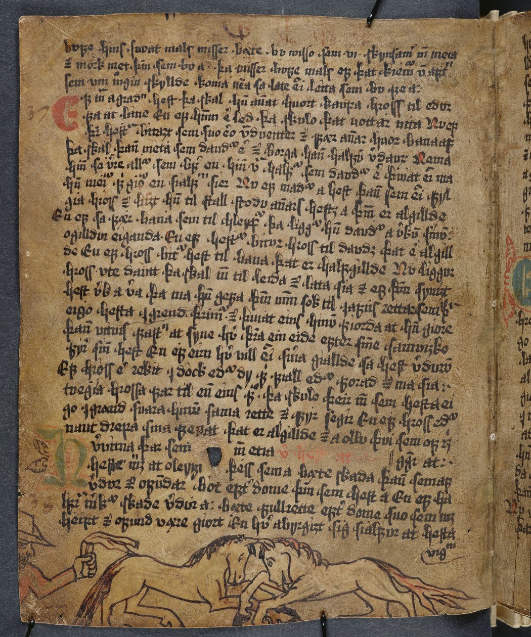 Horse Fight, fra Heynesbok (The Book of Heynes), 1. halvdel af 1500-tallet af Icelandic School