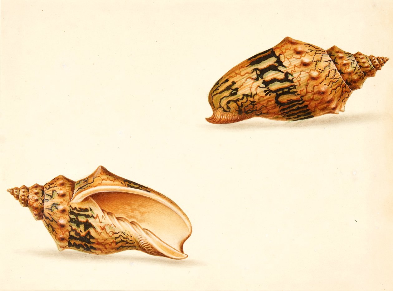 Shell-undersøgelse (blandet medier) af Ignaz Von (manner of) Born