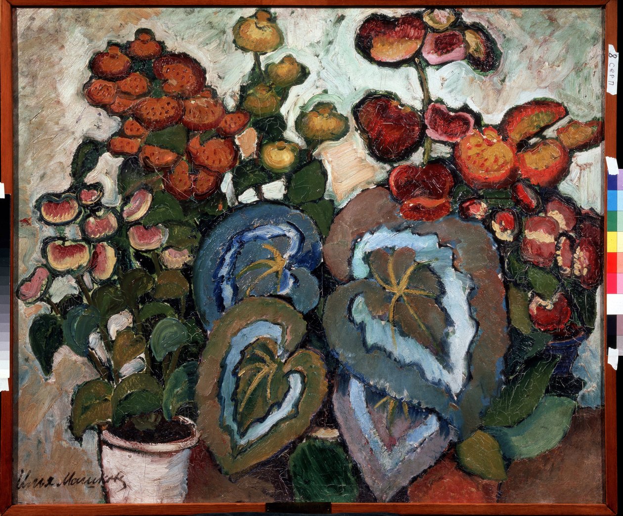 Begonia. Peinture de Ilya Ivanovich Mashkov (Ilya Machkov, Matchkov) (1881-1944), huile sir toile af Ilya Ivanovich Mashkov