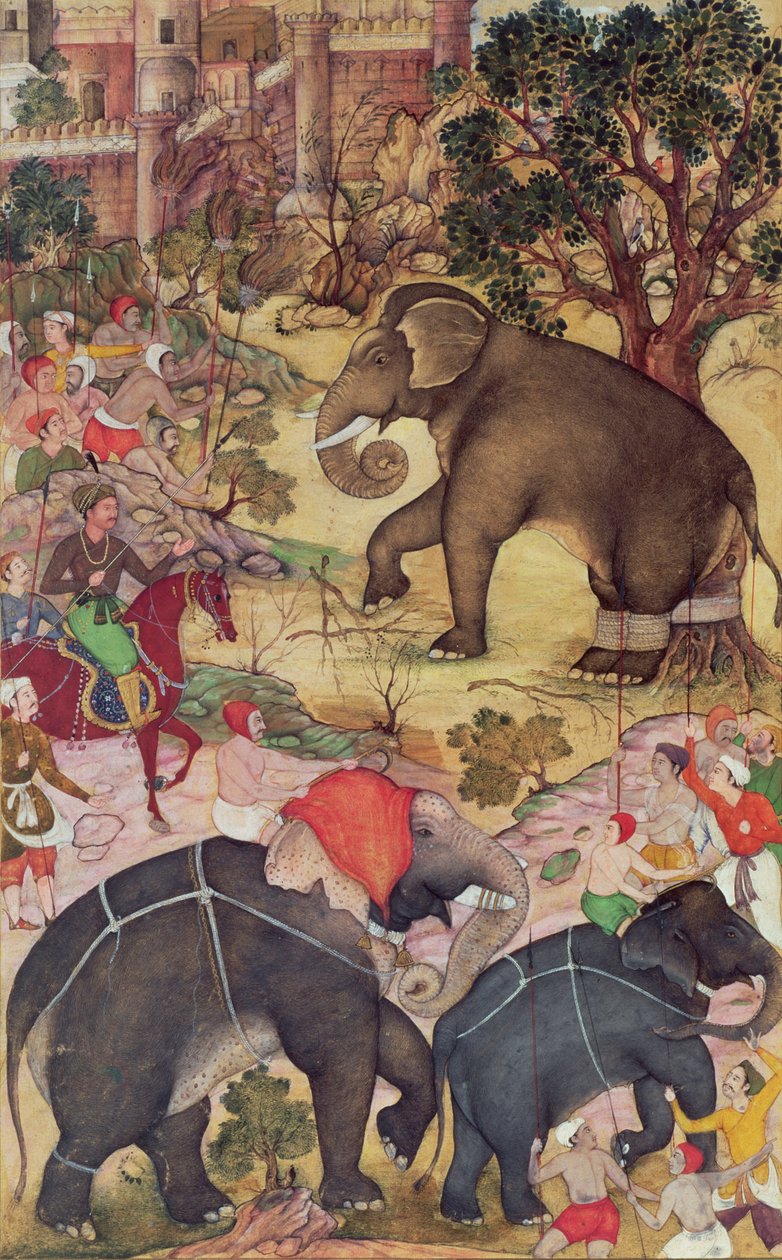 Akbar inspicerer den vilde elefant, der er fanget fra flokken nær Malwa, fra Akbarnama, mogul, ca.1590-95 (uigennemsigtig wc og guld på papir) af Indian School