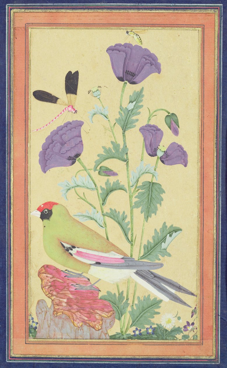 Finke, valmuer, guldsmede og bi, ca. 1650-70 (wc & guld på papir) af Indian School