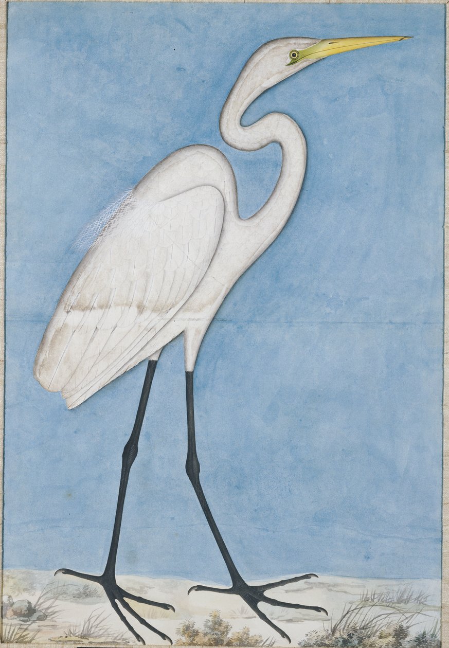 A Great Egret, Lucknow, ca. 1790 af Indian School