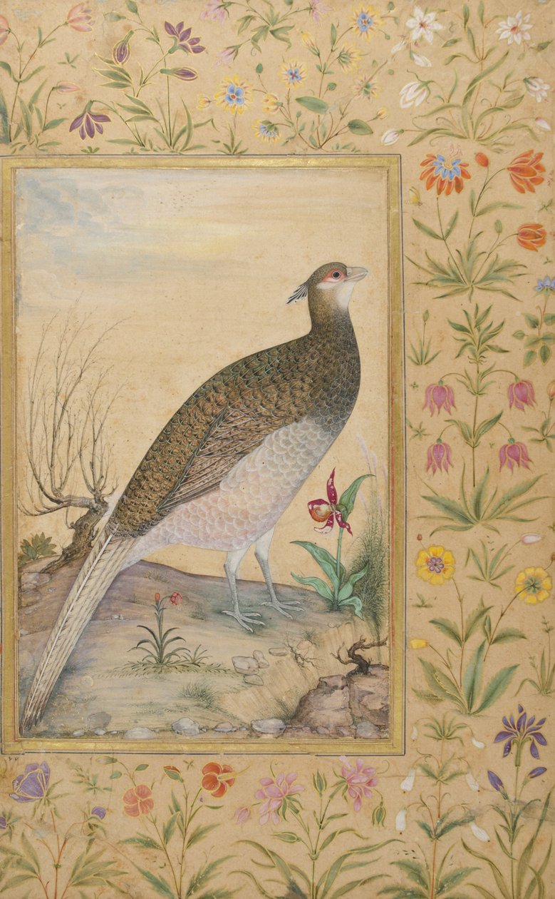 A Himalaya Cheer Pheasant, ca. 1620, kant ca. 1635 (ugennemsigtigt wc & guld på papir) af Indian School