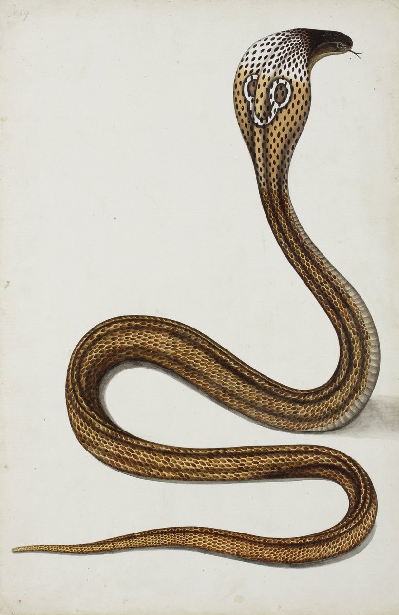 En kobra (Maja tripudians) med hætte spredt, 1785-89 (ugennemsigtigt wc på papir) af Indian School
