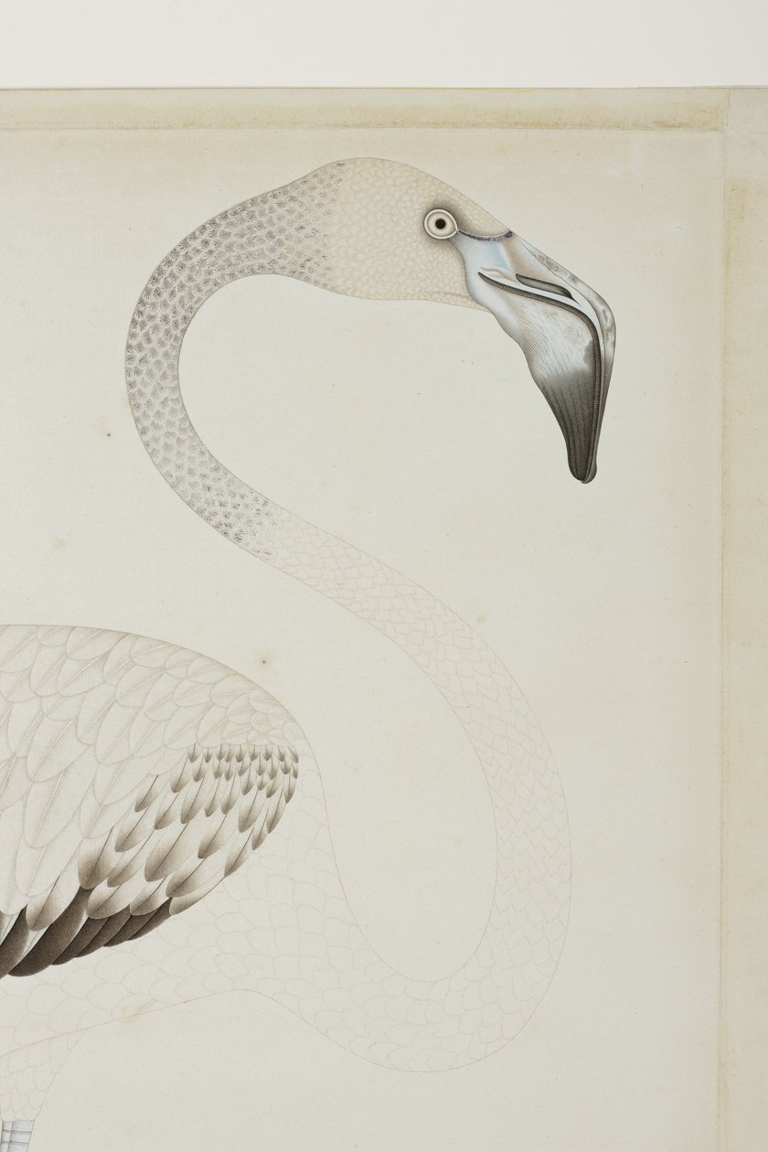 En flamingo, detalje, ca. 1780 (ugennemsigtigt wc på papir) af Indian School