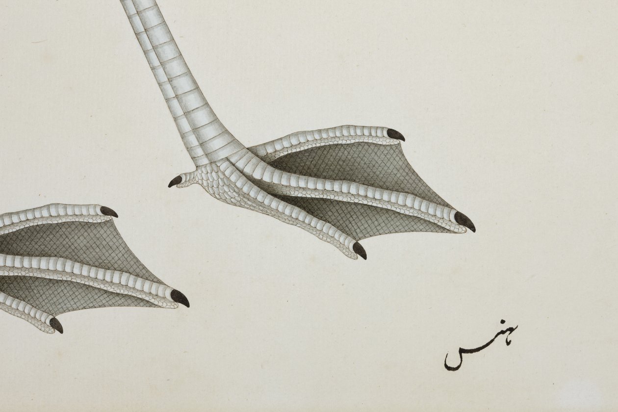 En flamingo, detalje, ca. 1780 (ugennemsigtigt wc på papir) af Indian School