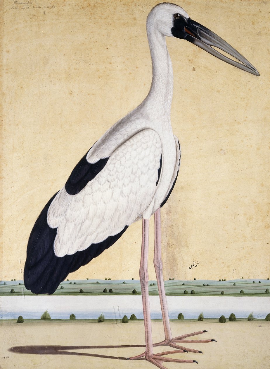 En stork med åbent næb, ca. 1780 af Indian School