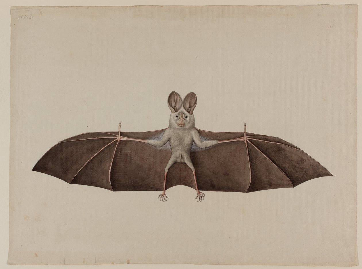 Asiatisk mindre falsk vampyrflagermus, ca. 1790 af Indian School
