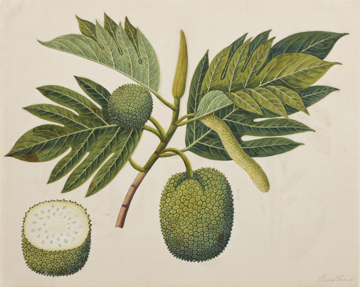 Brødfrugt blomst, løv og frugt, ca. 1820 (ugennemsigtigt wc på papir) af Indian School