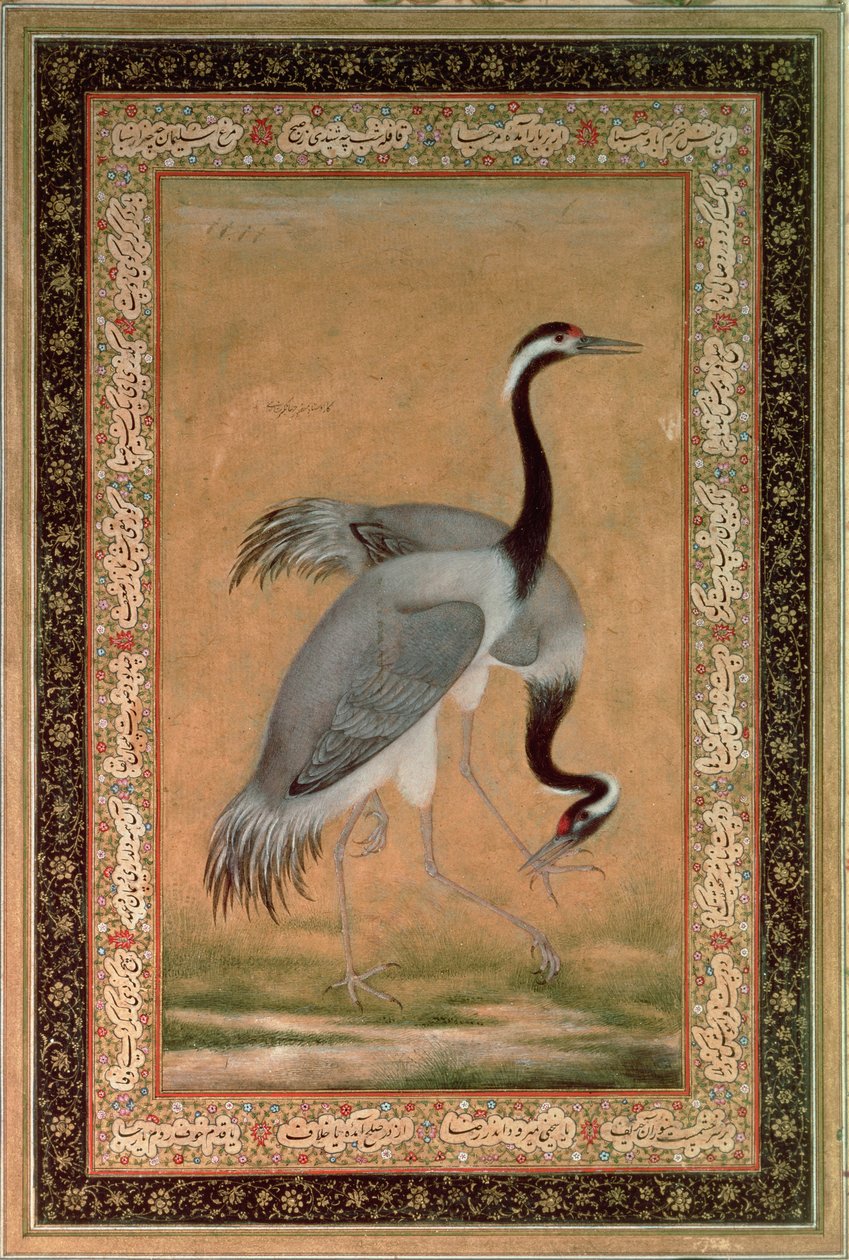 Traner af Mansur, Jahangir-perioden, mogul af Indian School