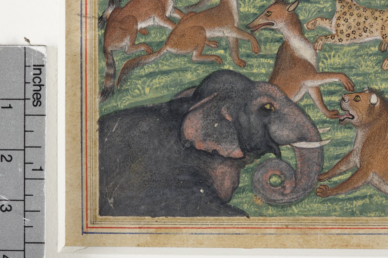 Detalje fra Sjakalen, der udtalte sig til konge, ca. 1560-65 (ugennemsigtigt wc & guld på papir) af Indian School