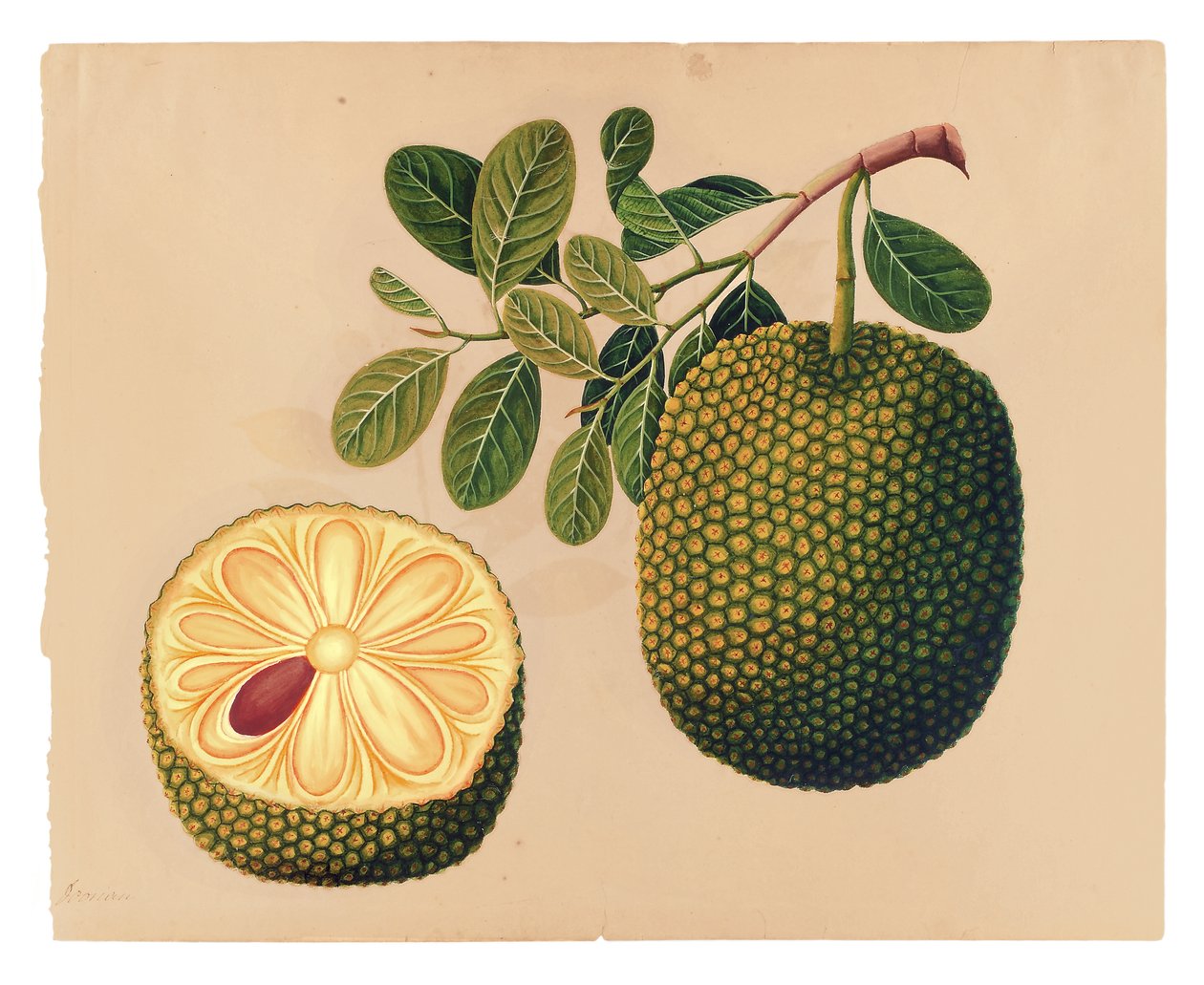 Durian Fruit and Foliage, ca. 1815 (ugennemsigtigt wc på papir) af Indian School