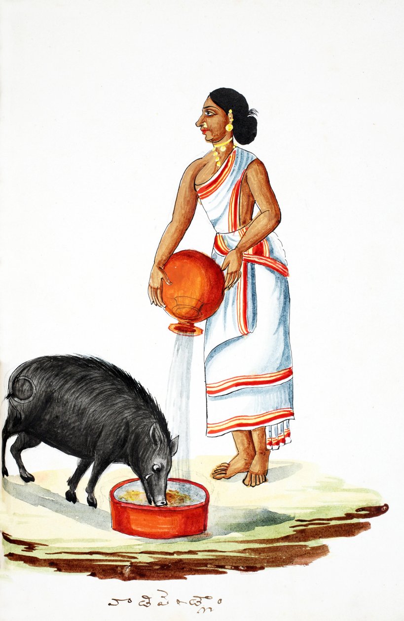 Fodre en vild gris (wc på papir) af Indian School