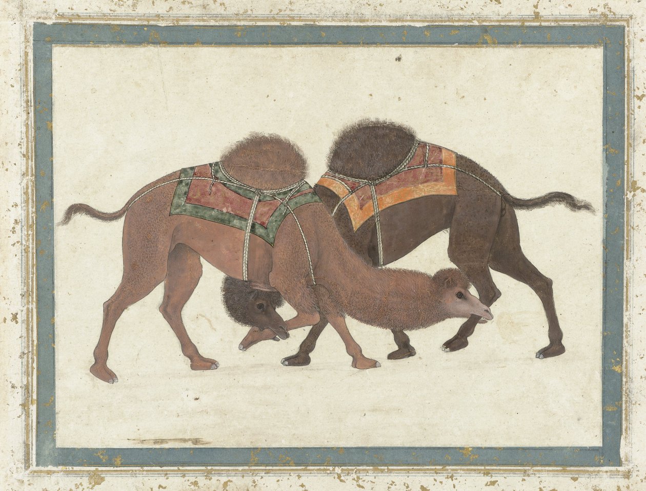 Kampende kameler, ca. 1680-1700 af Indian School