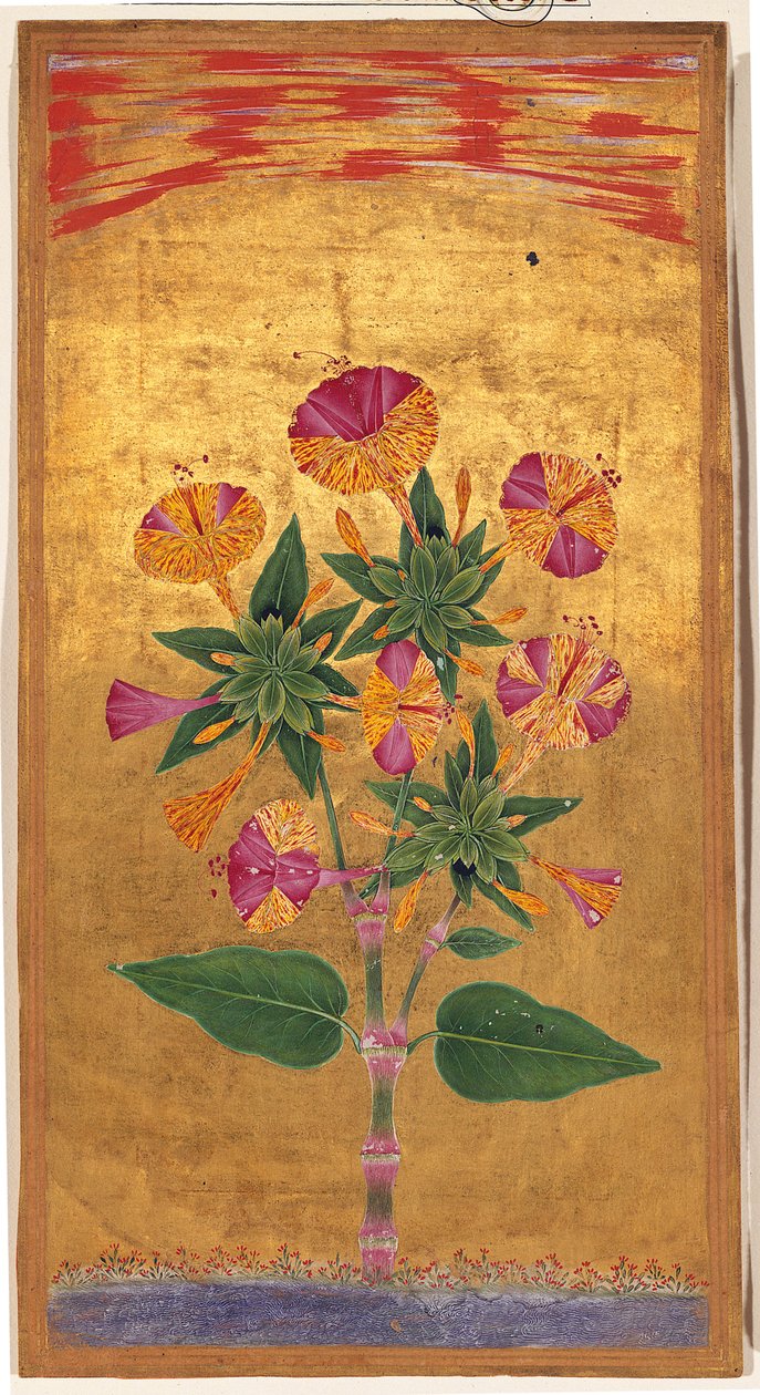 Four OClock eller The Marvel of Peru (Mirabilis Jalapa), Mughal-periode, ca. 1640 (ugennemsigtig akvarel og guld på papir) af Indian School