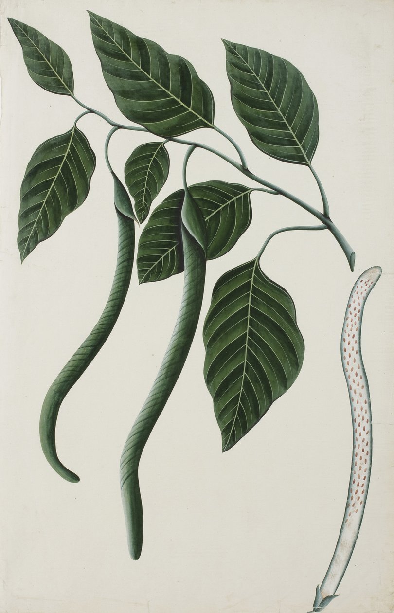 Frugt og blade af en af Bignoniaceae, 1785-89 (ugennemsigtig wc på papir) af Indian School