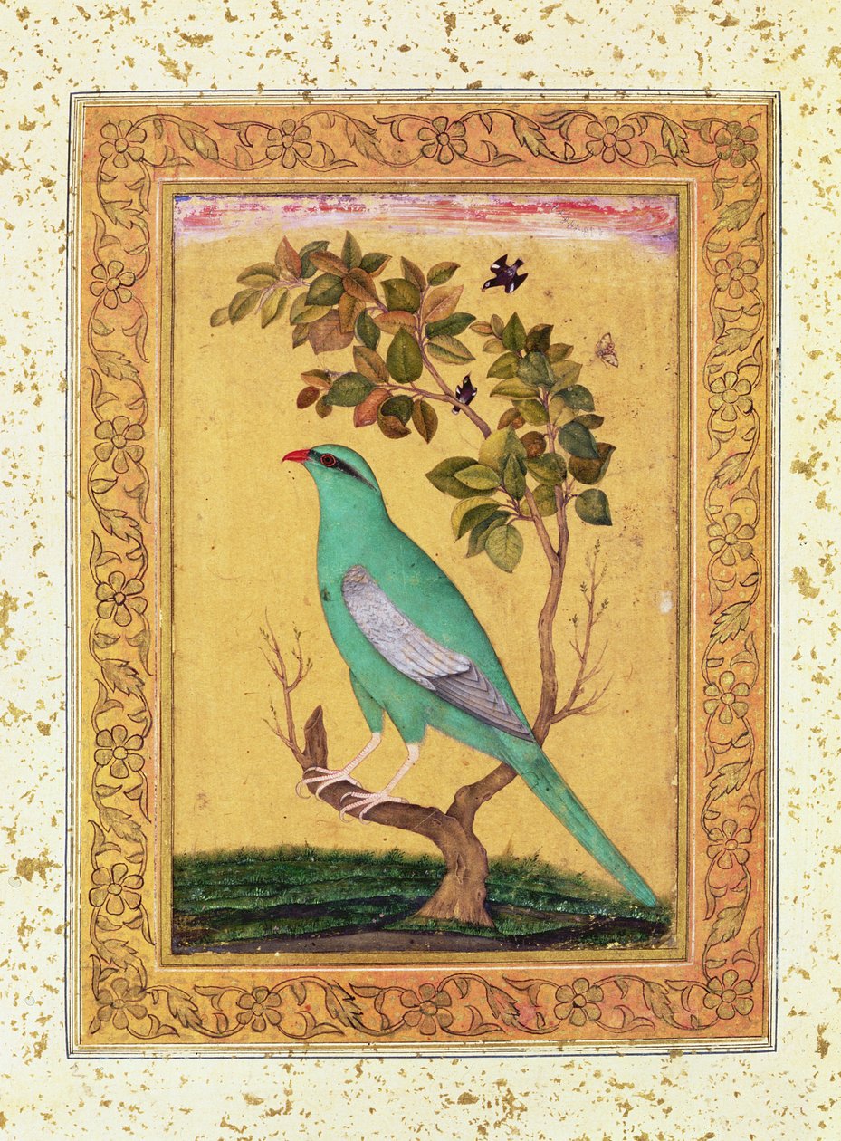 Grøn fugl, Mughal af Indian School