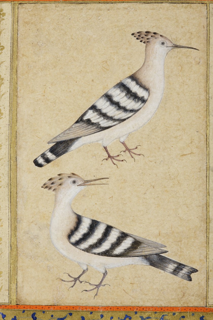 Hoopoes, ca. 1590 (ugennemsigtigt wc & guld på papir) af Indian School