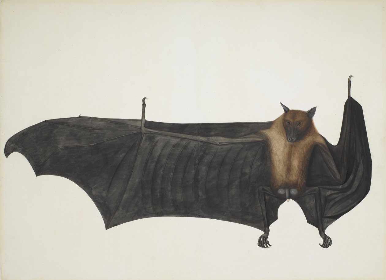 Indian Flying Fox også kendt som Great Indian Fruit Bat; Pteropus Giganteus, ca. 1800 (håndfarvet gravering) af Indian School