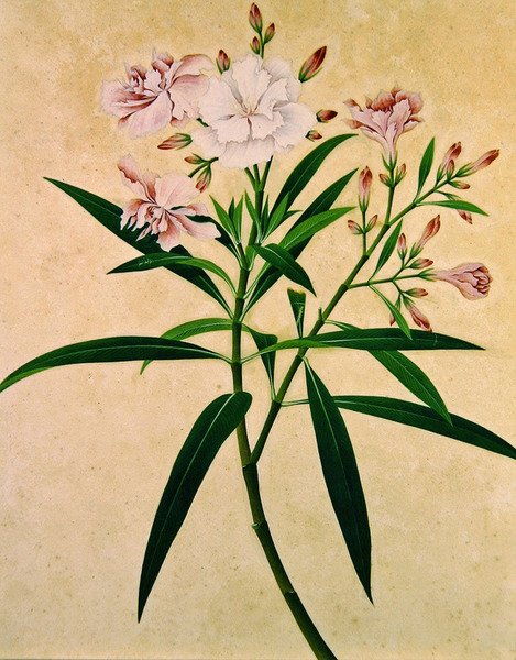 Oleander, ca. 1840 (gouache) af Indian School