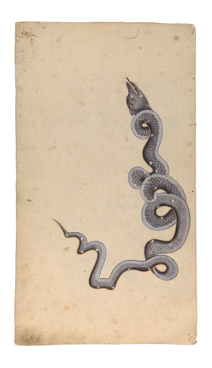 The Constellation of the Dragon: al-Tinnin, 1740 (ugennemsigtigt wc, blæk og guld på papir) af Indian School
