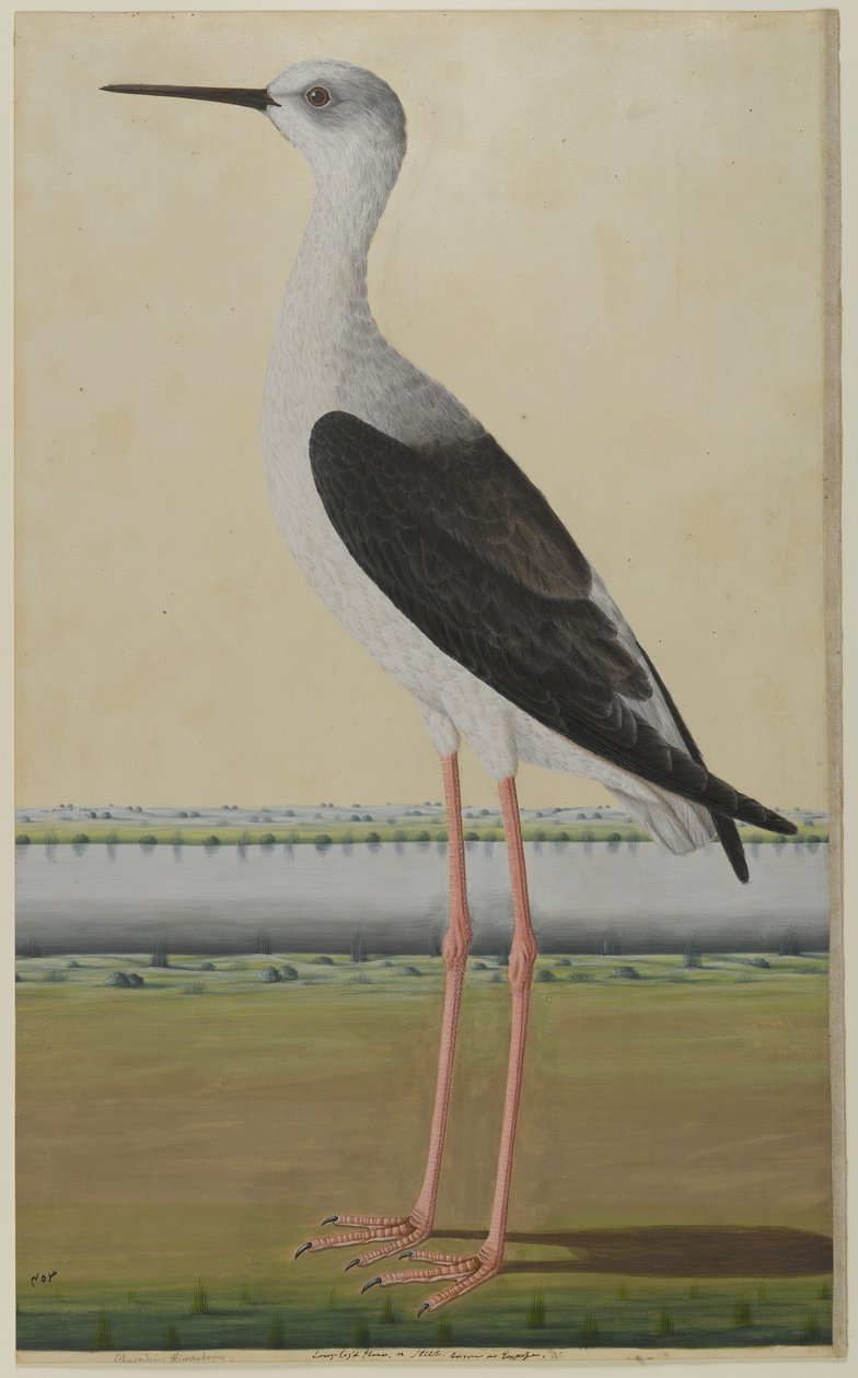 Vandfugl i et landskab, ca. 1780 (ugennemsigtig akvarel på papir) af Indian School