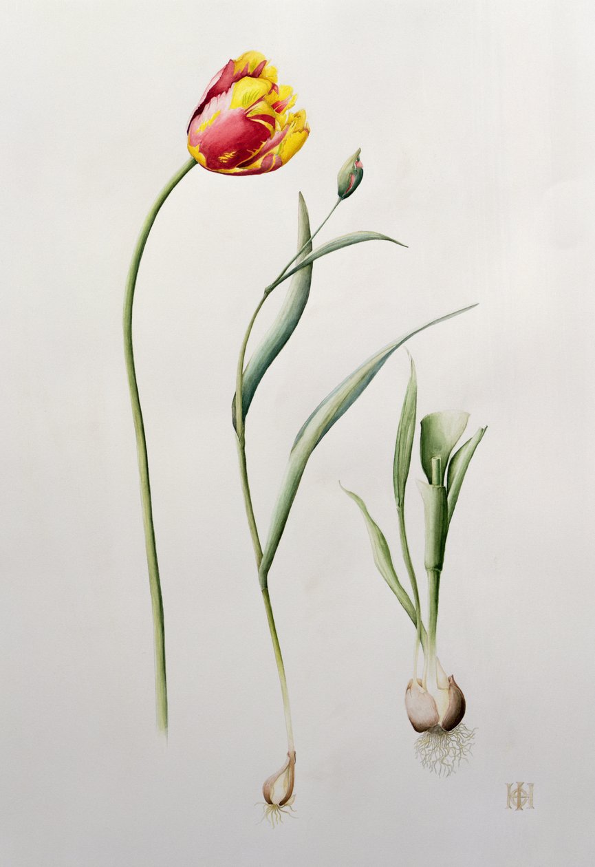 Parrot Tulip, 1995 (wc) af Iona Hordern