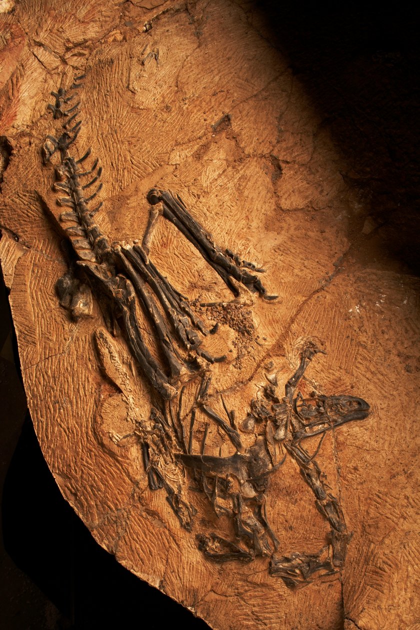 En tandløs Ceratosaur på Institute of Vertebrate Paleontology and Paleoanthropology i Xiaotangshan, det nordlige Beijing, Kina. af Ira Block