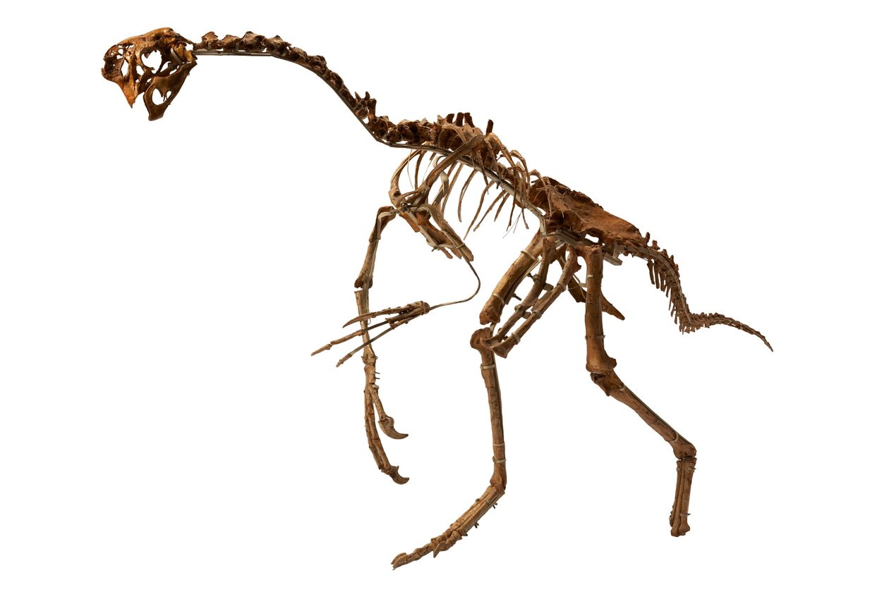 En næsten komplet Oviraptor fra Mongoliet. af Ira Block
