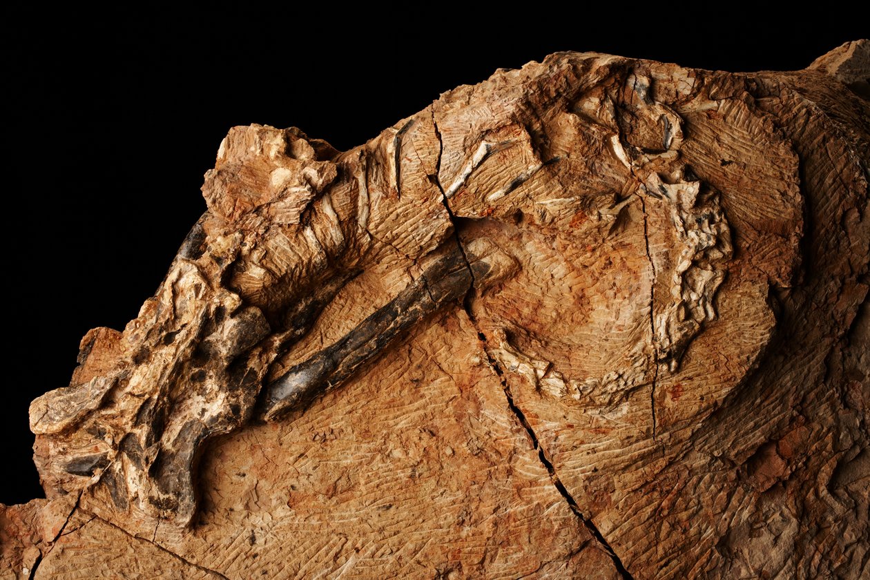 En ukendt dinosaur på Institute of Vertebrate Paleontology and Paleoanthropology i Xiaotangshan, det nordlige Beijing, Kina. af Ira Block