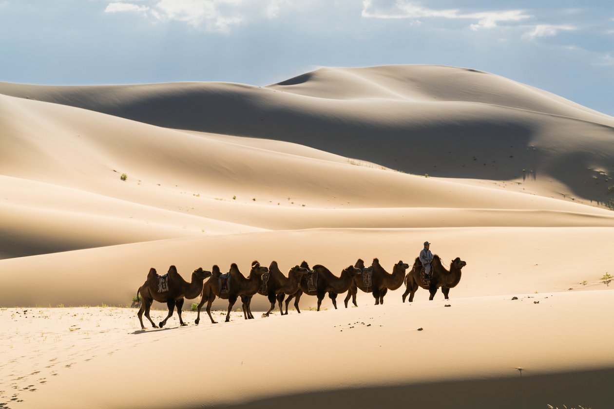 Karavane af baktriske kameler i Khongoryn Els i Gobi Gurvansaikhan National Park..., 2016 (foto) af Ira Block