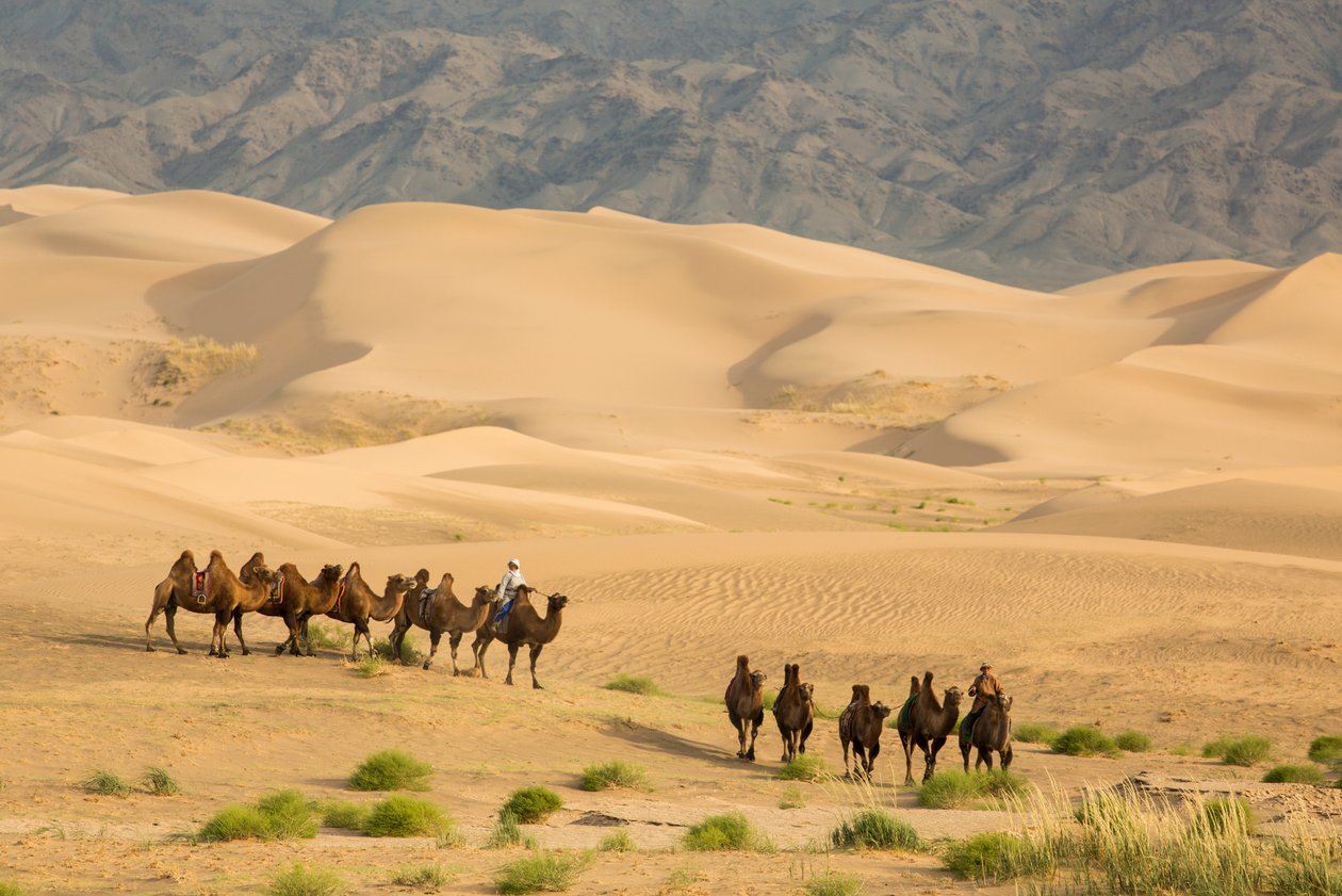Karavane af baktriske kameler i den sydlige Gobi-ørken, Mongoliet, 2013 (foto) af Ira Block