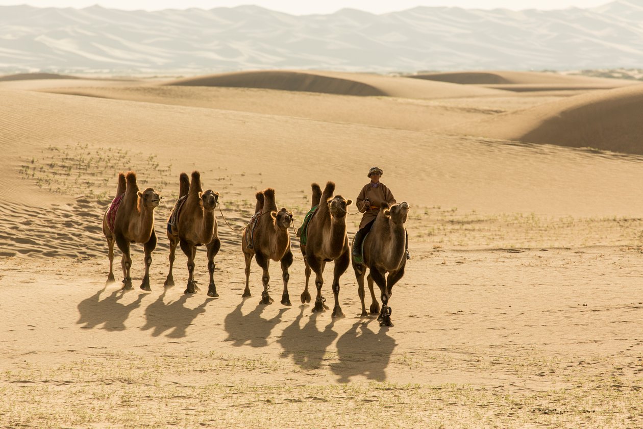 Karavane af baktriske kameler i den sydlige Gobi-ørken, Mongoliet, 2013 (foto) af Ira Block