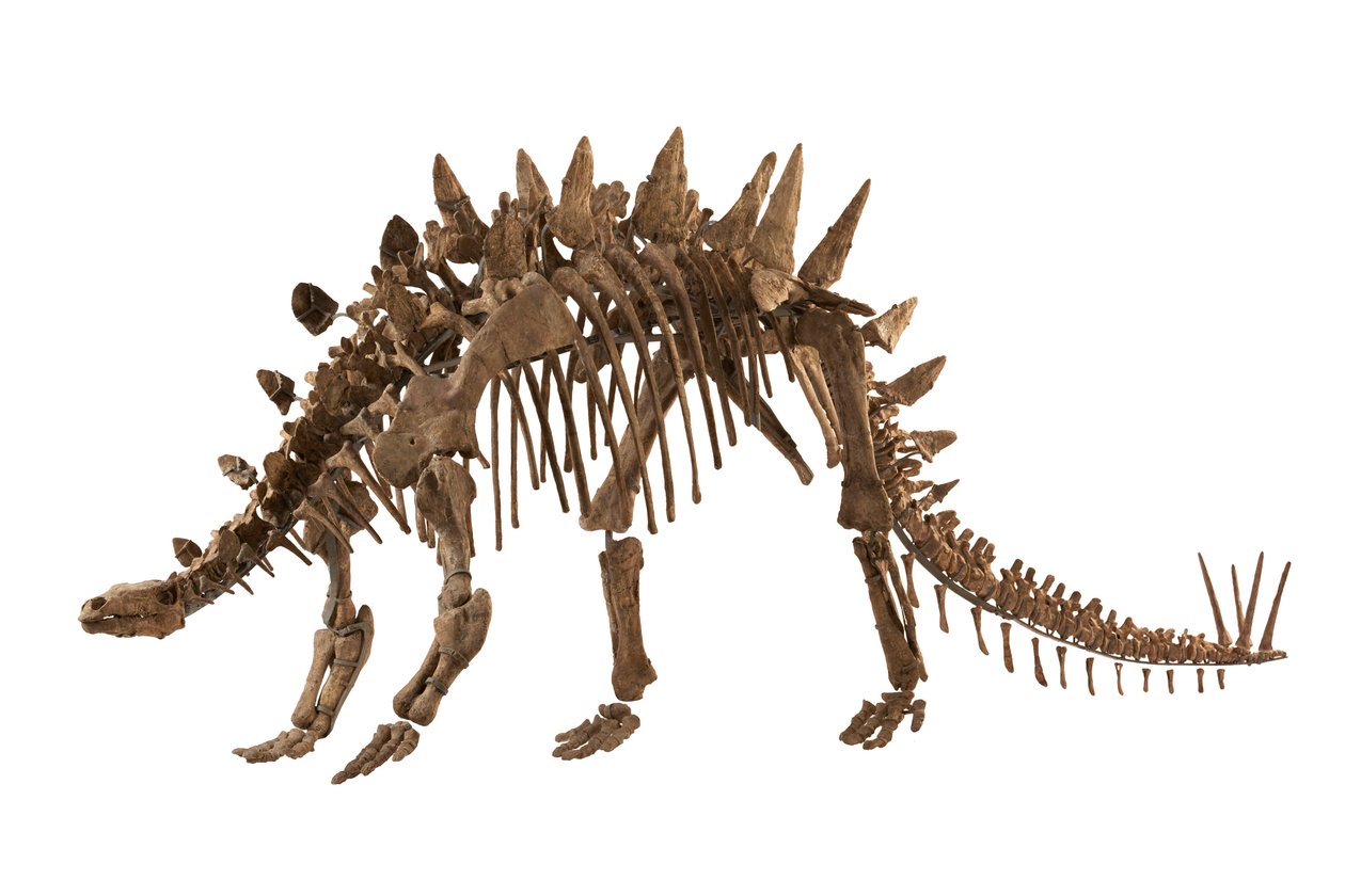 Chongqing, Kina på Chongqing Natural History Museum,Tuojiangosaurus, fundet i 1974 i Sichuan-provinsen nær byen Zigong. Omkring 70 procent af den er ægte. af Ira Block