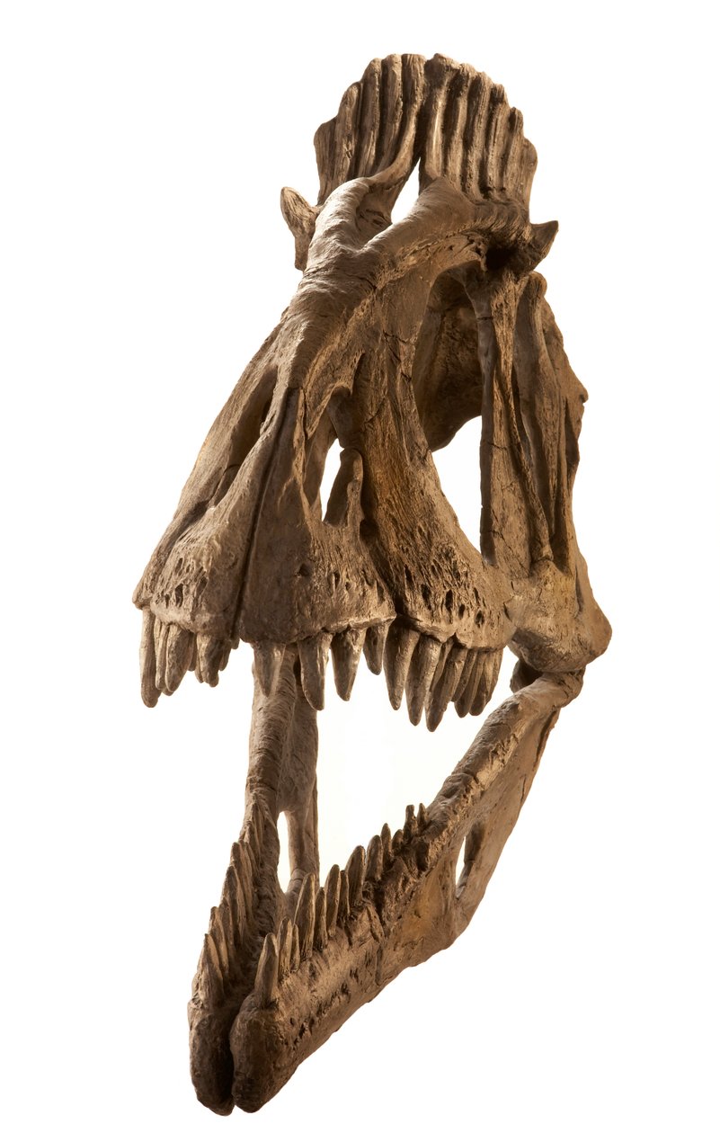 Cryolophosaurus afstøbt på Augustana College, Rock Island, Illinois. af Ira Block